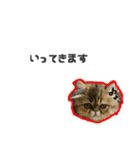 桜心和のふきだしスタンプ（個別スタンプ：5）