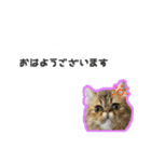 桜心和のふきだしスタンプ（個別スタンプ：7）