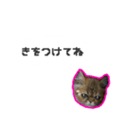 桜心和のふきだしスタンプ（個別スタンプ：11）