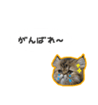 桜心和のふきだしスタンプ（個別スタンプ：12）