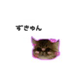 桜心和のふきだしスタンプ（個別スタンプ：13）
