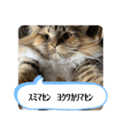 わらびとしらん2（個別スタンプ：5）