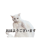 チーちゃんミラクルスタンプ（個別スタンプ：2）