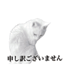 チーちゃんミラクルスタンプ（個別スタンプ：3）