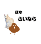 チーちゃんミラクルスタンプ（個別スタンプ：12）