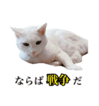 チーちゃんミラクルスタンプ（個別スタンプ：13）