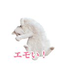 チーちゃんミラクルスタンプ（個別スタンプ：14）