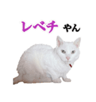 チーちゃんミラクルスタンプ（個別スタンプ：15）