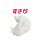 チーちゃんミラクルスタンプ（個別スタンプ：21）