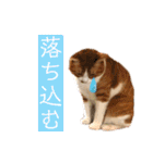 みんなのなかよし3人組（個別スタンプ：24）