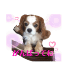 babychoco2（個別スタンプ：6）