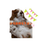 babychoco2（個別スタンプ：9）