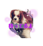 babychoco2（個別スタンプ：12）