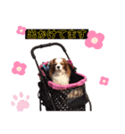 babychoco2（個別スタンプ：13）