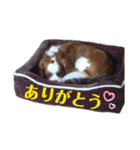 babychoco2（個別スタンプ：15）