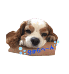 babychoco2（個別スタンプ：19）