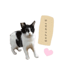 可愛い我が家のネコちゃん（個別スタンプ：9）