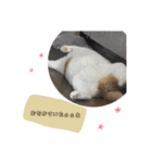 可愛い我が家のネコちゃん（個別スタンプ：13）
