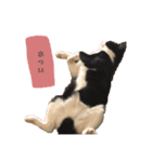 可愛い我が家のネコちゃん（個別スタンプ：15）
