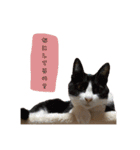 可愛い我が家のネコちゃん（個別スタンプ：29）