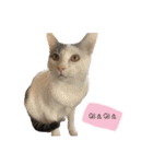 可愛い我が家のネコちゃん（個別スタンプ：31）