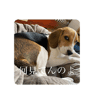 ビーグルのシェリー（個別スタンプ：5）