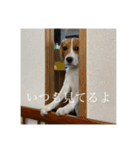 ビーグルのシェリー（個別スタンプ：7）