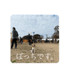 ビーグルのシェリー（個別スタンプ：14）
