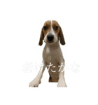 ビーグルのシェリー（個別スタンプ：15）