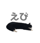 ハチワレ靴下にゃんこ『まみ』（個別スタンプ：9）