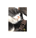 ハチワレ靴下にゃんこ『まみ』（個別スタンプ：10）