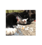 ハチワレ靴下にゃんこ『まみ』（個別スタンプ：13）