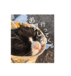 ハチワレ靴下にゃんこ『まみ』（個別スタンプ：15）