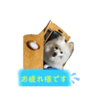 ポメラニアンまめししの敬語ver（個別スタンプ：1）