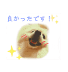 ポメラニアンまめししの敬語ver（個別スタンプ：2）