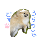 ポメラニアンまめししの敬語ver（個別スタンプ：5）