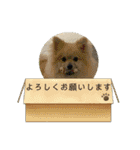ポメラニアンまめししの敬語ver（個別スタンプ：7）
