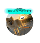 ポメラニアンまめししの敬語ver（個別スタンプ：8）