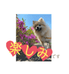 ポメラニアンまめししの敬語ver（個別スタンプ：10）