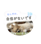 ポメラニアンまめししの敬語ver（個別スタンプ：11）