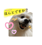 ポメラニアンまめししの敬語ver（個別スタンプ：12）