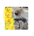 ポメラニアンまめししの敬語ver（個別スタンプ：13）