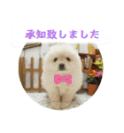 ポメラニアンまめししの敬語ver（個別スタンプ：16）