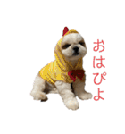 琥珀びより（個別スタンプ：1）