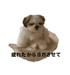 琥珀びより（個別スタンプ：3）