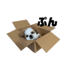 琥珀びより（個別スタンプ：5）