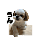 琥珀びより（個別スタンプ：11）