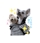 ヒメ＆COCO ＆モモ（個別スタンプ：4）