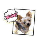 ヒメ＆COCO ＆モモ（個別スタンプ：7）