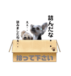 ヒメ＆COCO ＆モモ（個別スタンプ：12）
